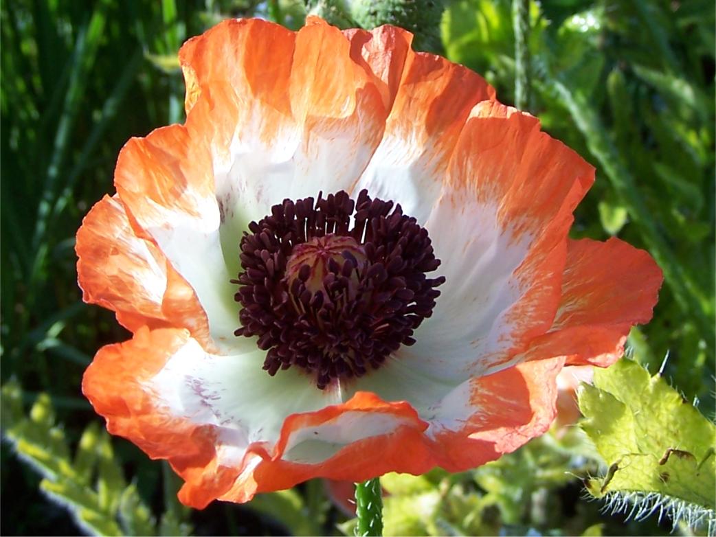 Papaver orientale 'Picotee'